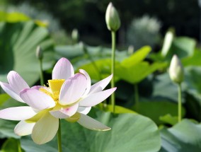 潍坊阳光花卉与残花宿存的花卉潍坊市花卉